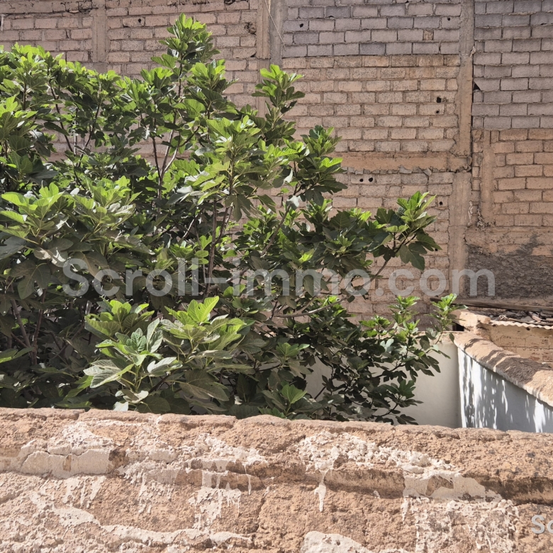 Riad 162m2 à reconstruire Melkia