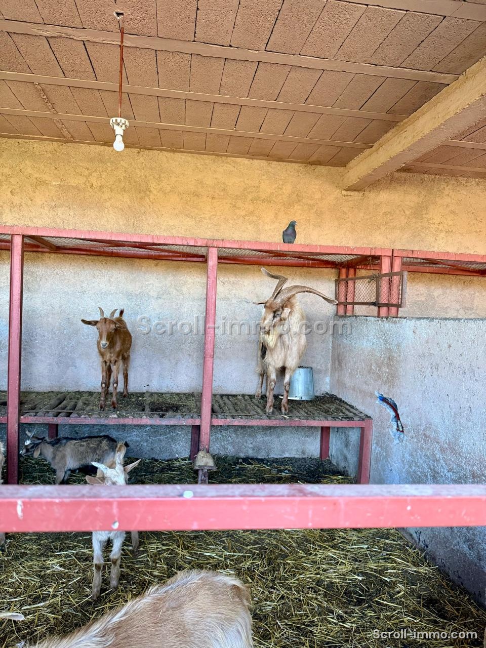 À vendre – Jolie ferme d’hôtes en activité aux portes de Marrakech