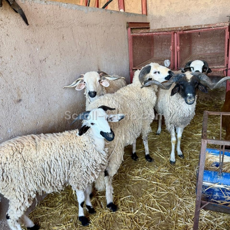 À vendre – Jolie ferme d’hôtes en activité aux portes de Marrakech