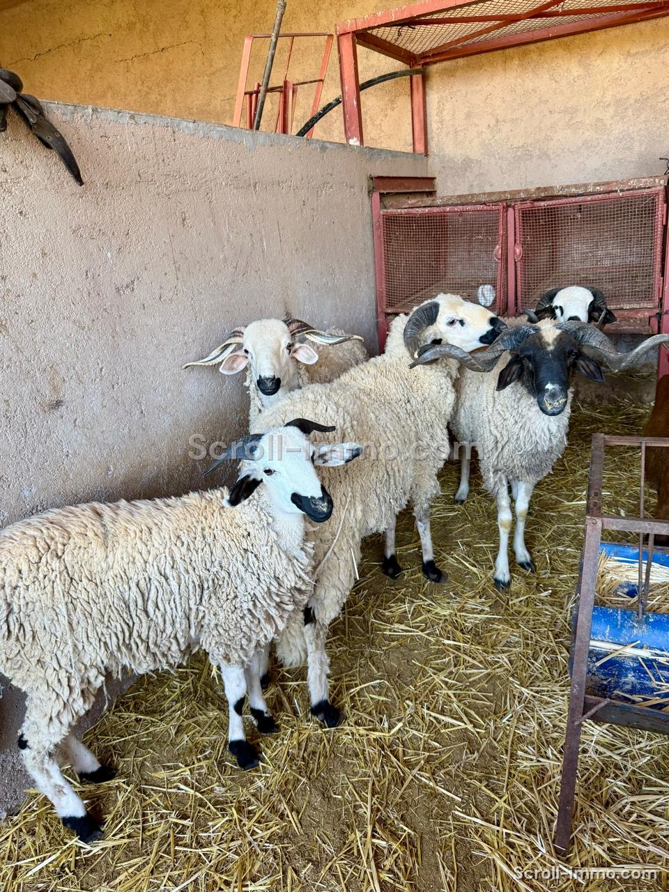 À vendre – Jolie ferme d’hôtes en activité aux portes de Marrakech